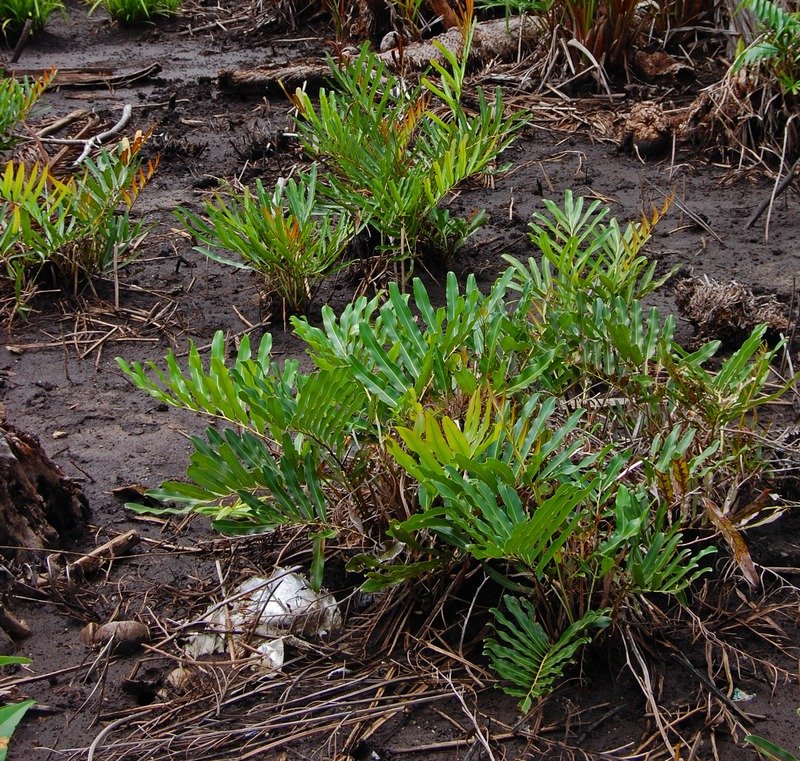 acros aure 080627 0095 smlu (1)